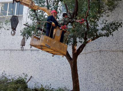 建剪树木  美化环境
