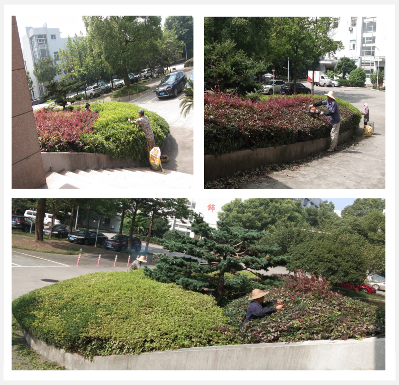 美化绿化，我们在行动      