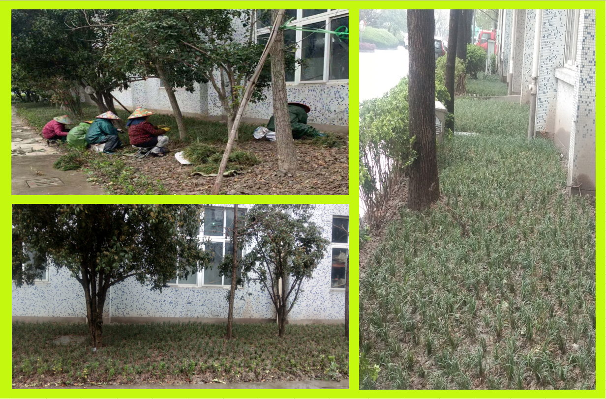 种植绿化，美化坏境